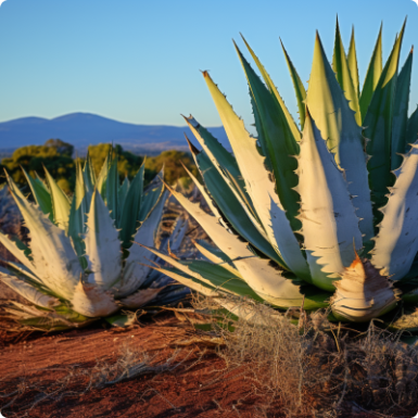 Nogle agave-navne at kende