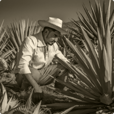 The Best Plant for Making Tequila