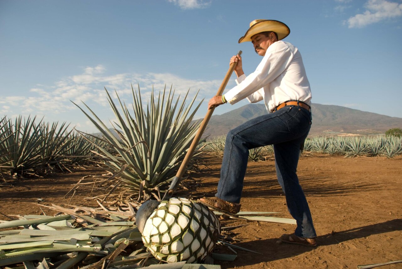 El Jimadores: The Unsung Heroes of Agave Harvesting