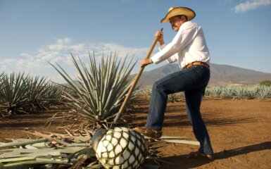 El Jimadores: The Unsung Heroes of Agave Harvesting