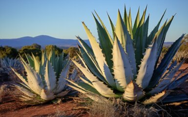 Tequilaens A-Å: 14 Intriguerende Indsigter
