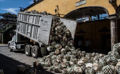 How Much Agave is Used to Make 1 Liter of Tequila?