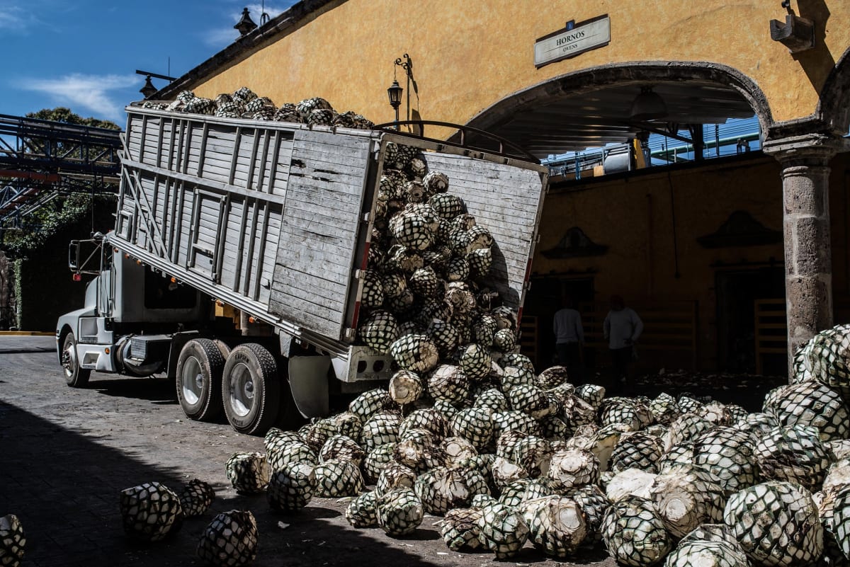 How Much Agave is Used to Make 1 Liter of Tequila?
