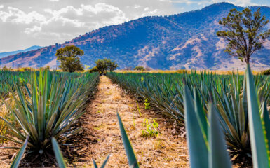 Tequila Terroir is the New Luxury: Why Origin Matters More Than Ever