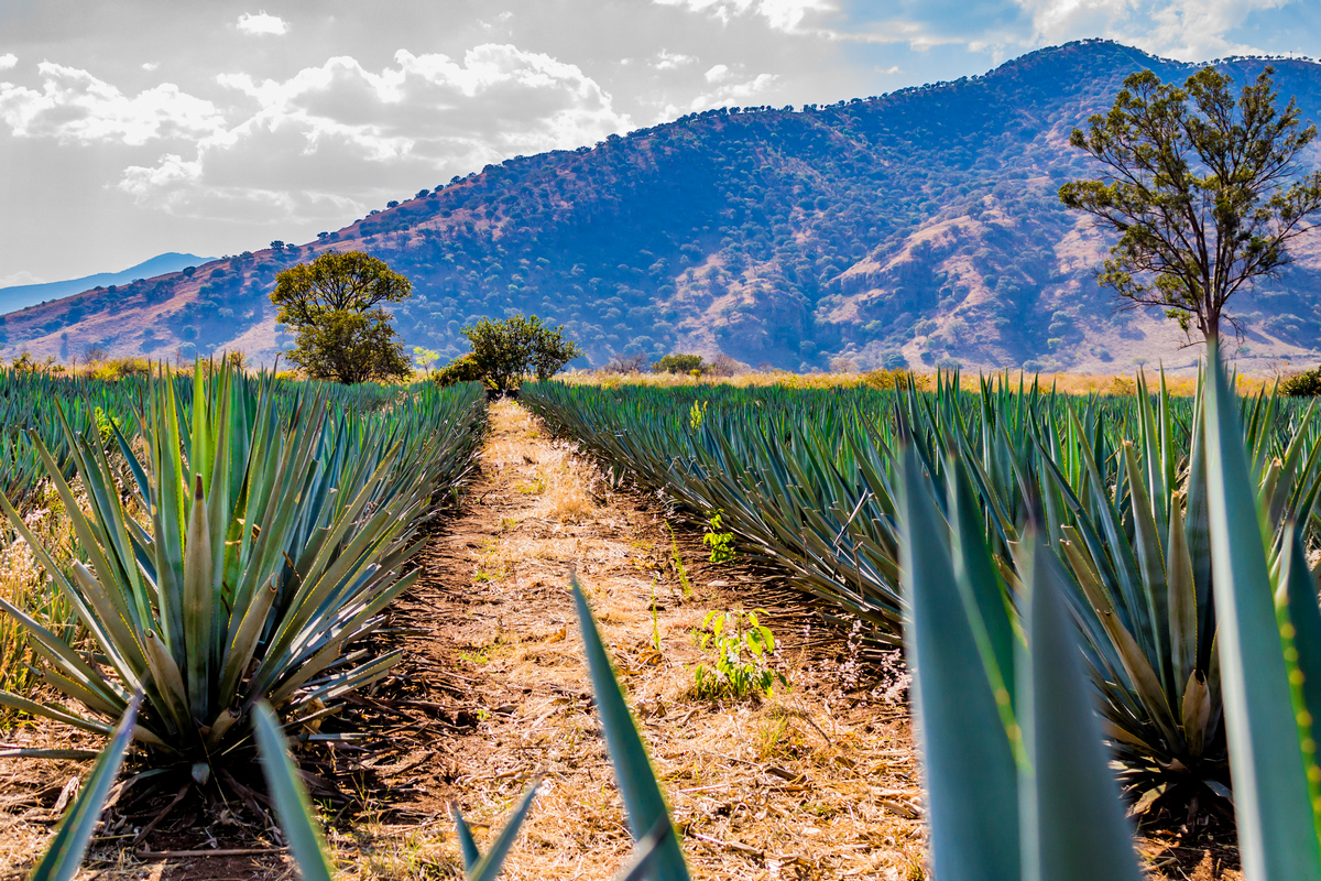 Tequila Terroir is the New Luxury: Why Origin Matters More Than Ever